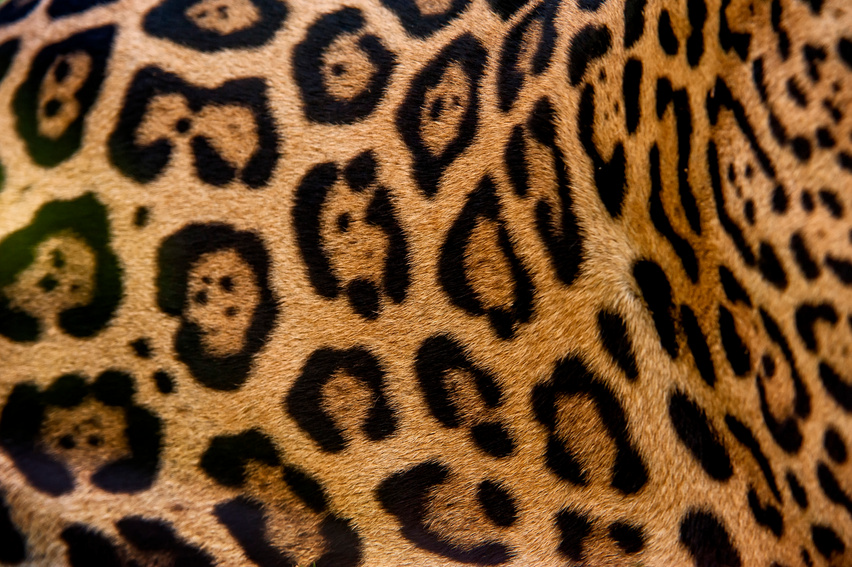 Estampa de Onça